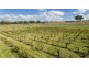 Bell River Mitchell Highway, Neurea NSW 2820