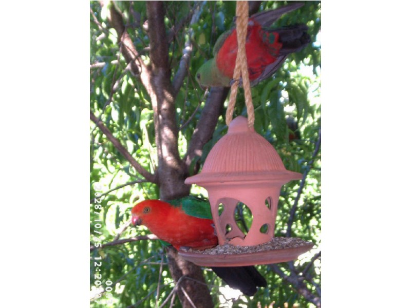 Timor Road, Coonabarabran NSW 2357