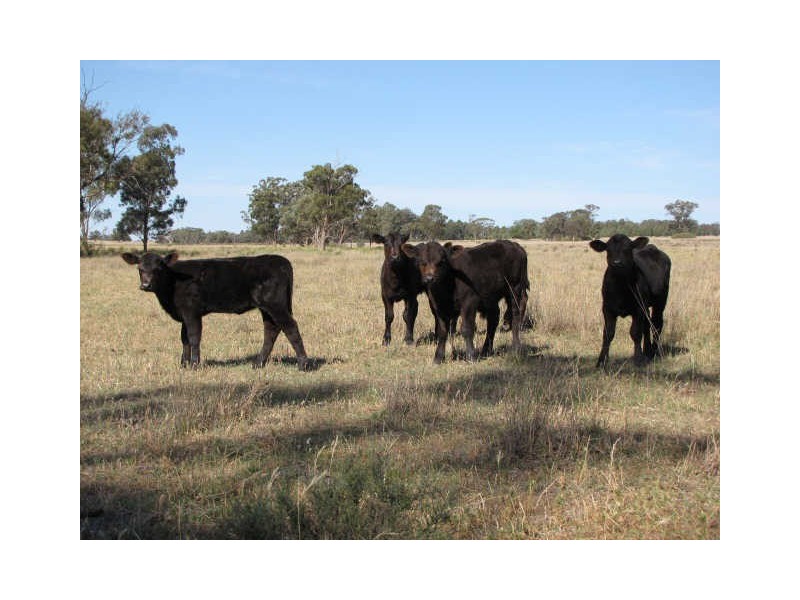 ‘Hillside’ 30L Maiala Road, Eumungerie NSW 2831