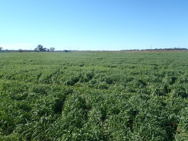 Lot 41 Old Gilgandra Road, Dubbo NSW 2830