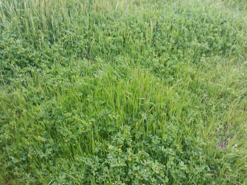 Lot 42 Old Gilgandra Road, Dubbo NSW 2830