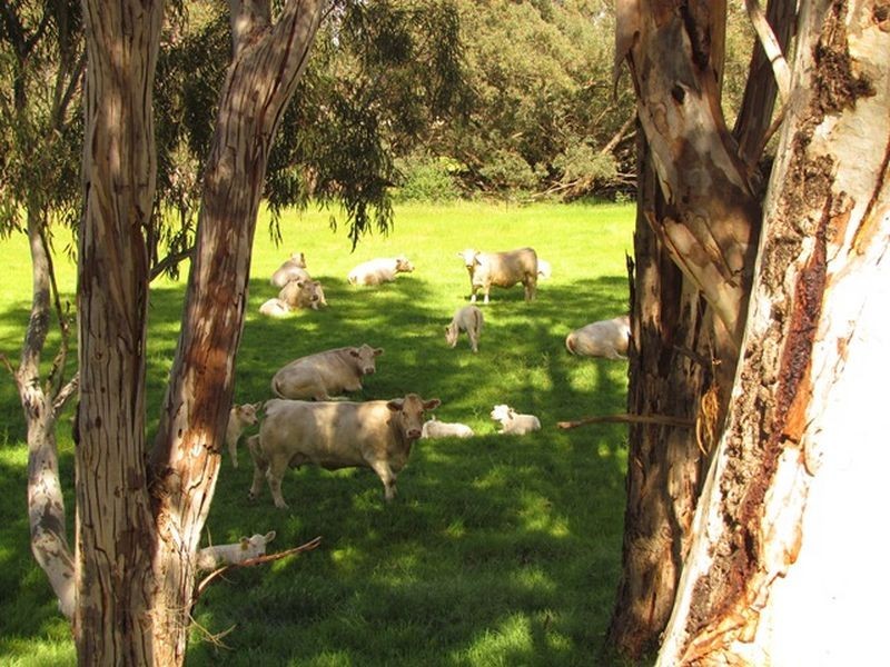 855 Katharine Street, Bellevue WA 6056