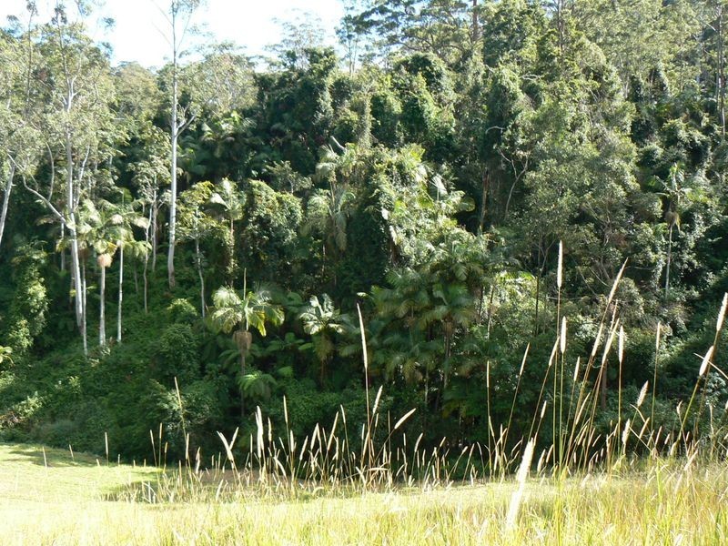 417 Fridays Creek Road, Upper Orara NSW 2450