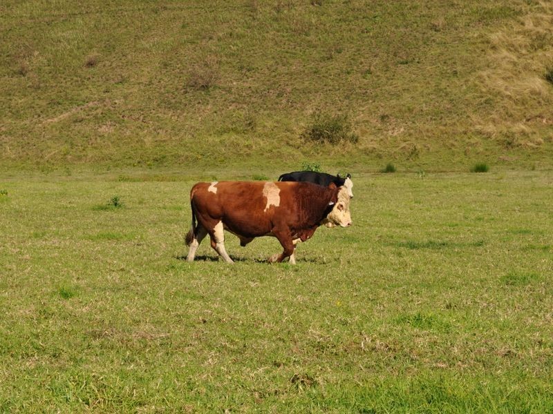 1319 North Arm Road, Bowraville NSW 2449