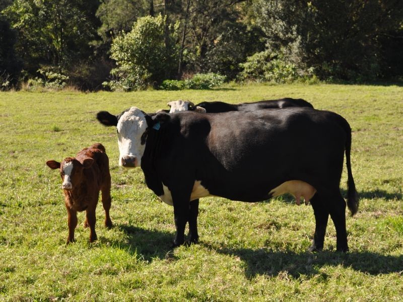 1319 North Arm Road, Bowraville NSW 2449