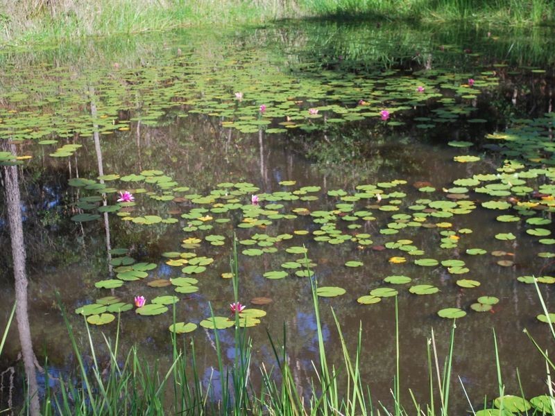 18 Boundary Road, Alumy Creek NSW 2460