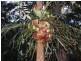 Lot 4 Upper Congarinni  Road, Congarinni NSW 2447