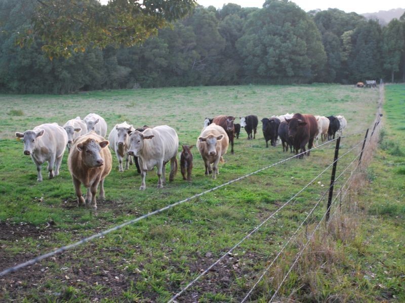 Lot 2 East Bank Road, Nana Glen NSW 2450