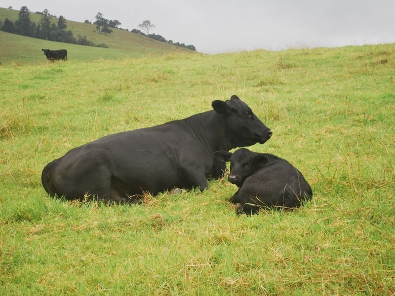 157 Upper Bobo Road, Brooklana NSW 2450