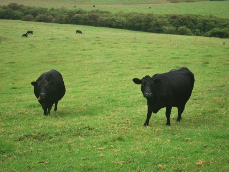 157 Upper Bobo Road, Brooklana NSW 2450