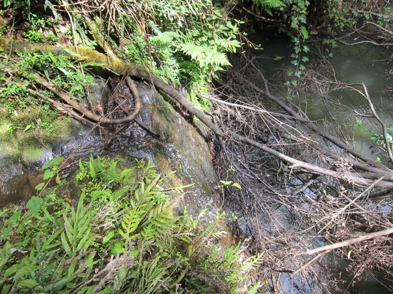 1802 Eastern Dorrigo Way, Ulong NSW 2450