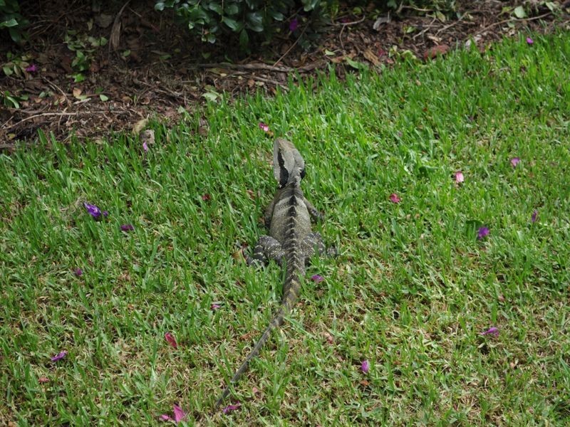 79/2 Firman Drive, Coffs Harbour NSW 2450