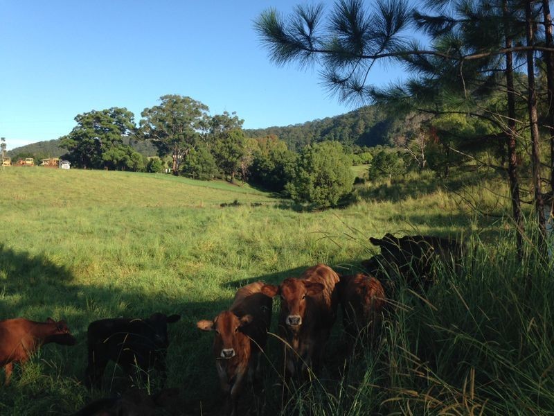 Lot 1 Shephards Lane, Coffs Harbour NSW 2450