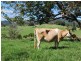 219a South Island Loop Road, Upper Orara NSW 2450