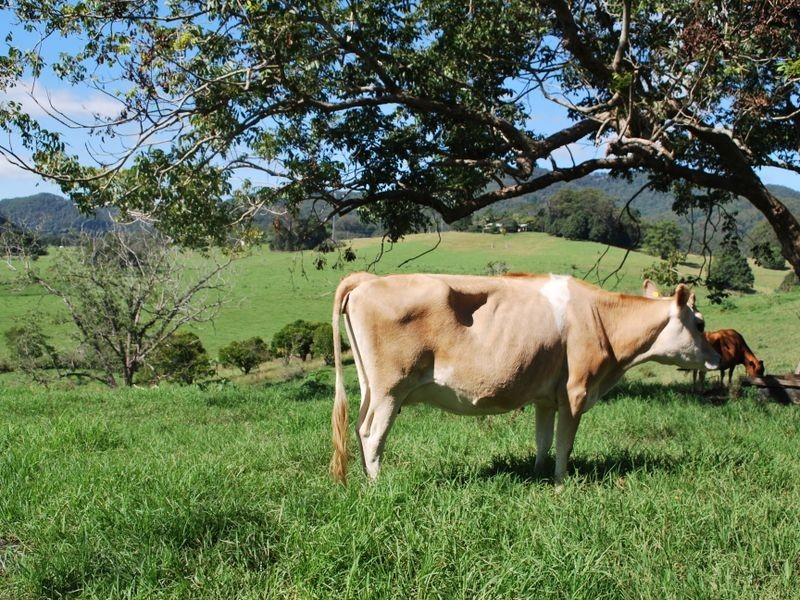 219a South Island Loop Road, Upper Orara NSW 2450