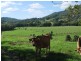 219a South Island Loop Road, Upper Orara NSW 2450