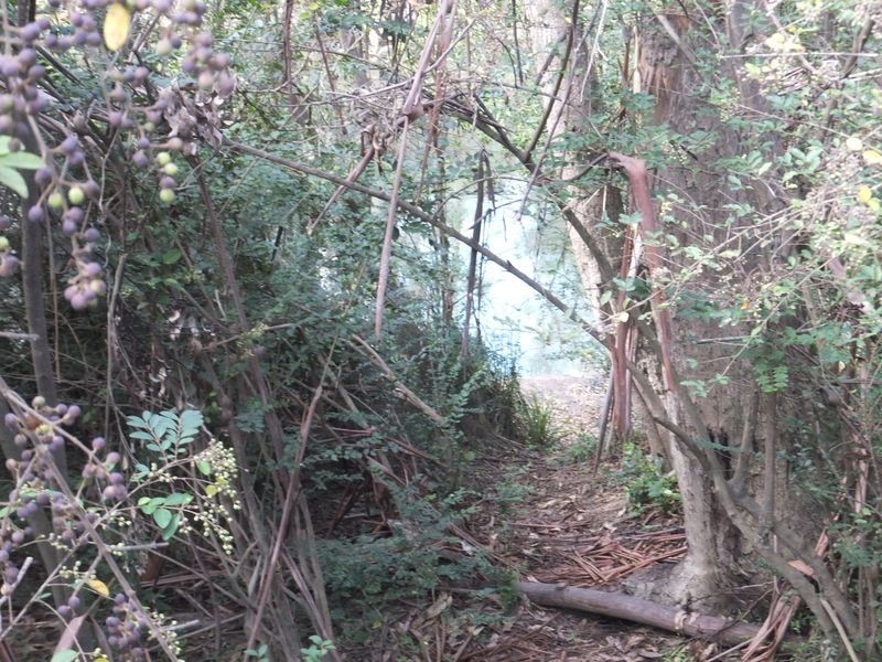 Lot 442 Bonnie Place, Alumy Creek NSW 2460