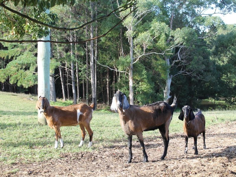 237 North Bonville Road, Bonville NSW 2441