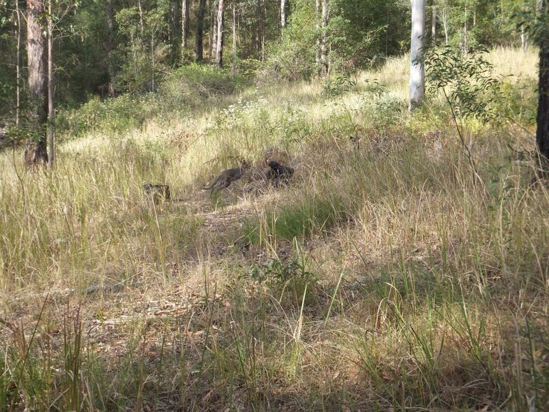 11 Nottingham Drive, Glenreagh NSW 2450