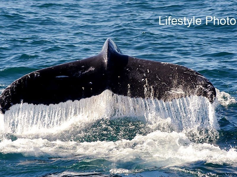 5 Werambie Street, Toormina NSW 2452