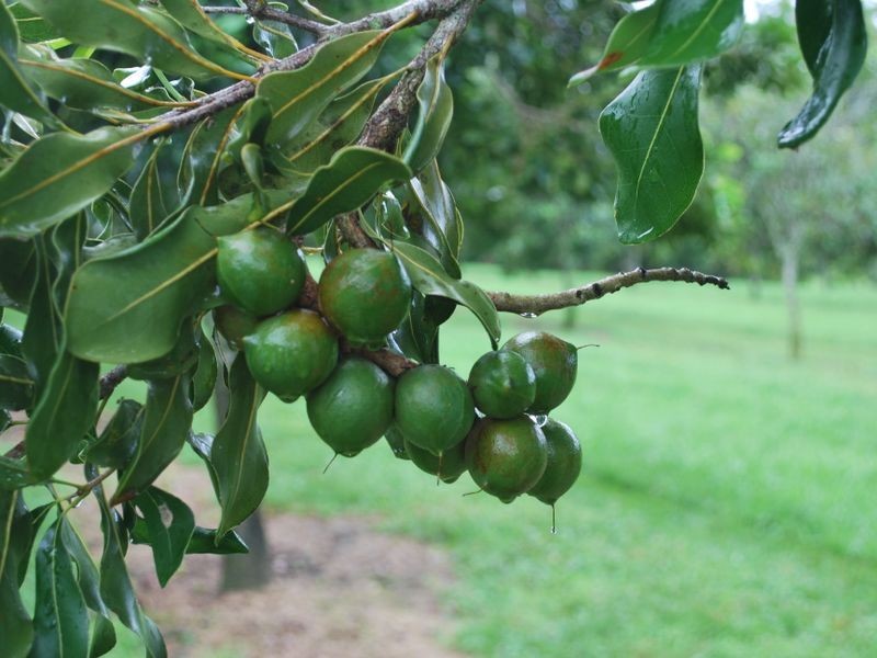 205 Central Bucca Road, Bucca NSW 2450