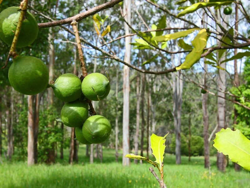 4 Greens Close, Glenreagh NSW 2450