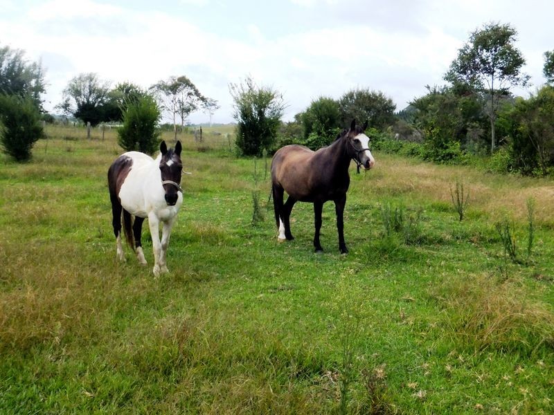 209 Camp Creek Road, Lowanna NSW 2450