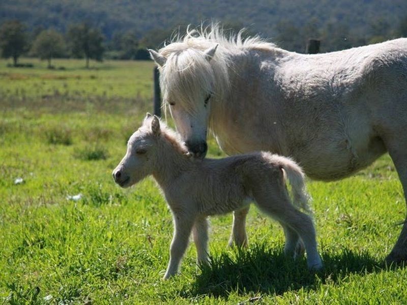 1870 Orara Way, Glenreagh NSW 2450