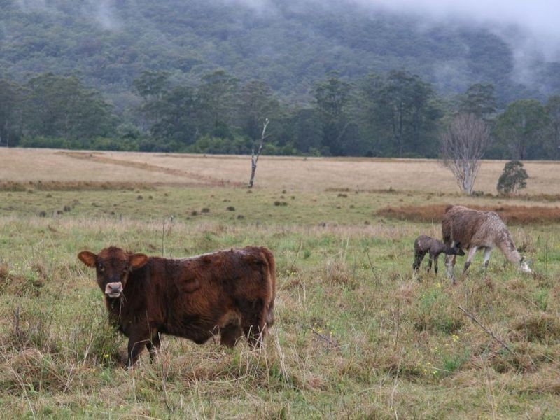 1870 Orara Way, Glenreagh NSW 2450