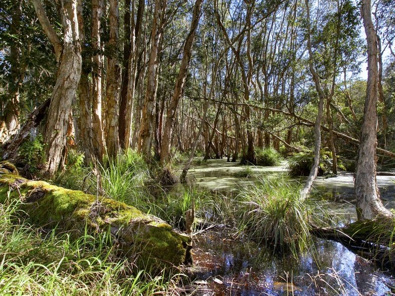 229 Shortcut Road, Raleigh NSW 2454