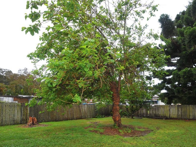 1418 Solitary Island Way, Sandy Beach NSW 2456