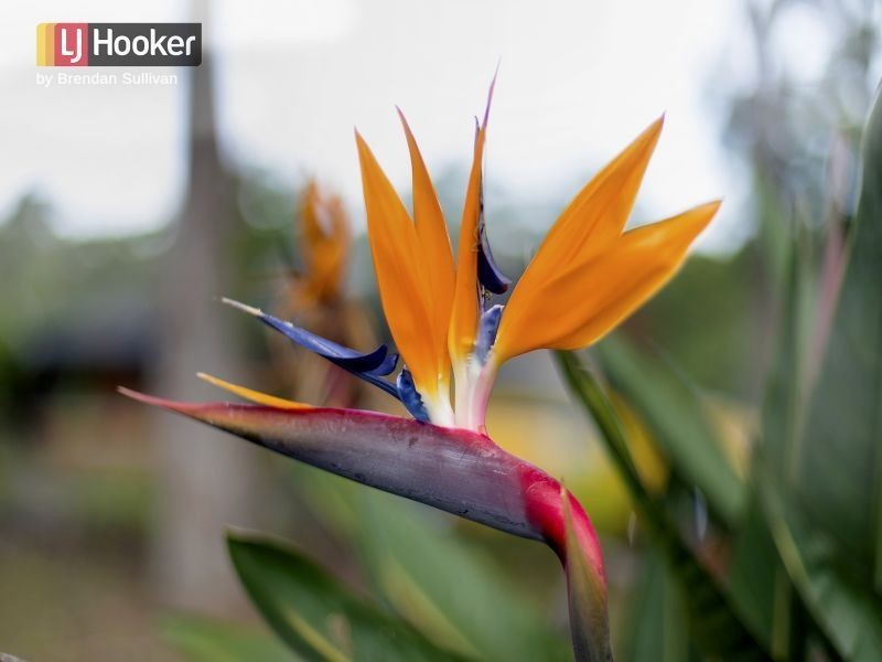 133 Bark Hut Road, Woolgoolga NSW 2456