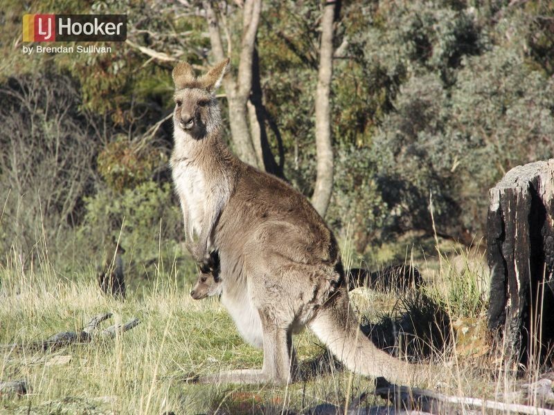 133 Bark Hut Road, Woolgoolga NSW 2456