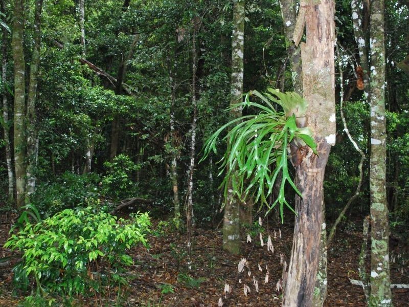 Lot 131 Lowana Road, Lowanna NSW 2450