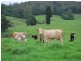 327 Moleton Road, Lowanna NSW 2450