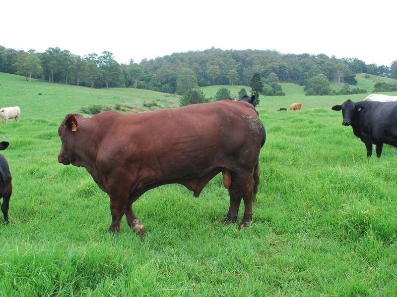 327 Moleton Road, Lowanna NSW 2450