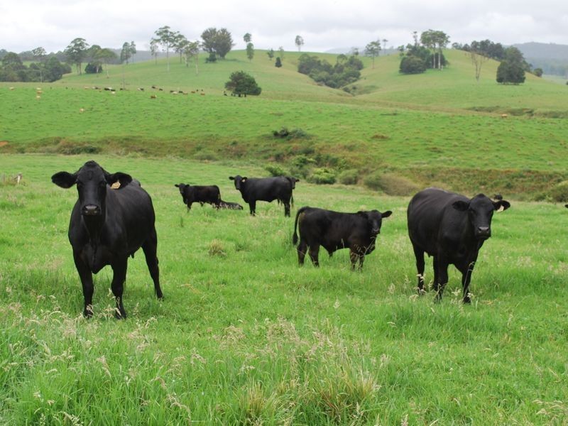 327 Moleton Road, Lowanna NSW 2450