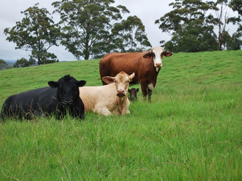327 Moleton Road, Lowanna NSW 2450