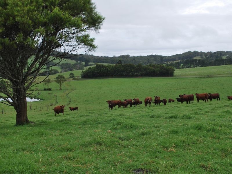 2040 Eastern Dorrigo Road, Ulong NSW 2450