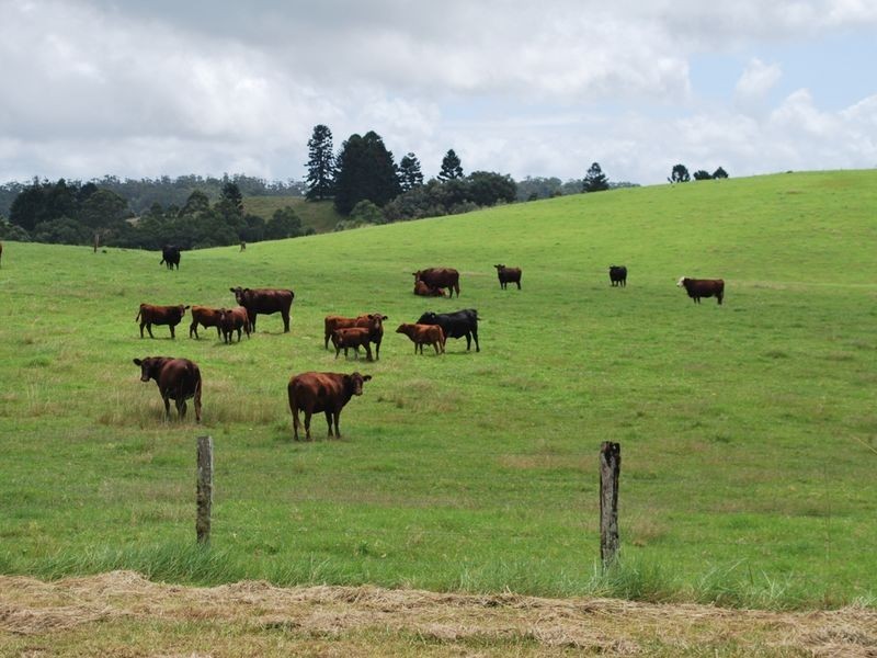 2040 Eastern Dorrigo Road, Ulong NSW 2450