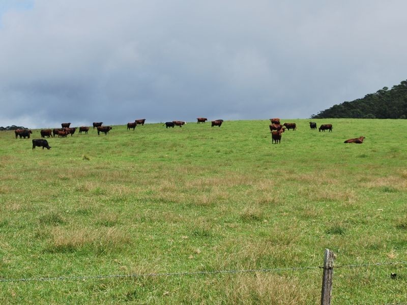 2040 Eastern Dorrigo Road, Ulong NSW 2450