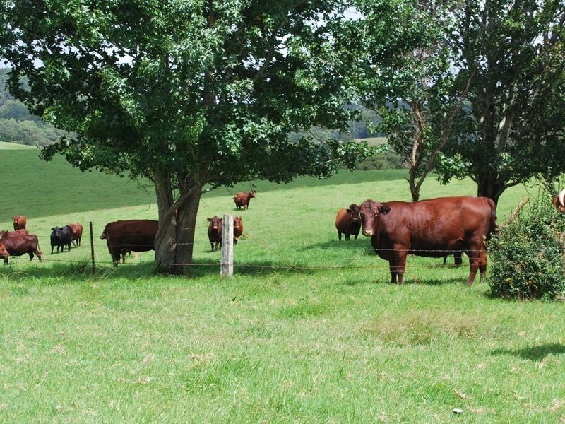 2040 Eastern Dorrigo Road, Ulong NSW 2450