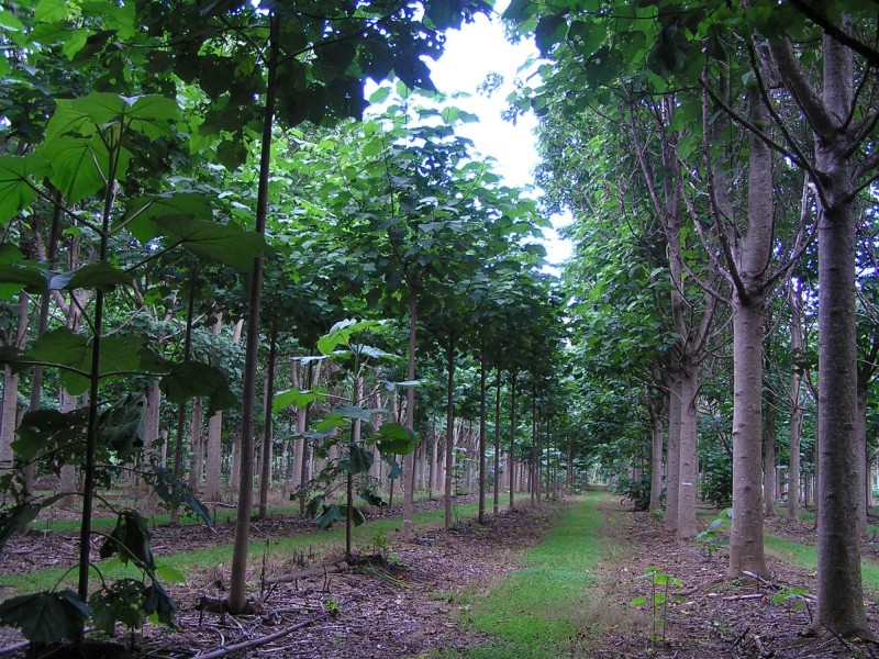 1604 Orara Way, Glenreagh NSW 2450