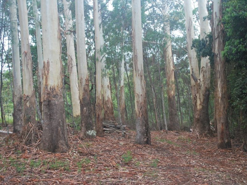 Lot 53 Sherwood Creek Road, Glenreagh NSW 2450