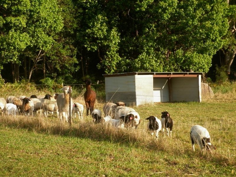 Bucca NSW 2450