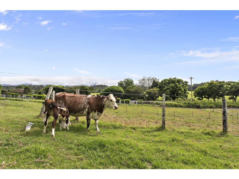 1331 Waterfall Way, Bellingen NSW 2454