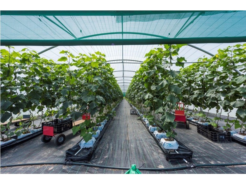 187 Tullymorgan Road, Lawrence NSW 2460