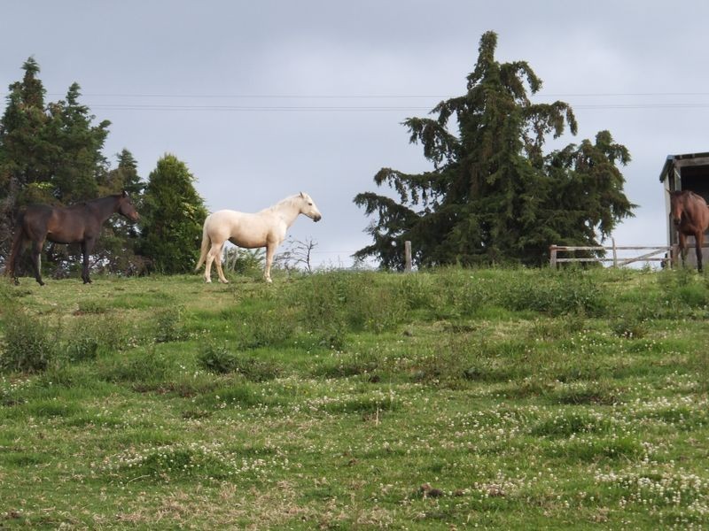 200 Camp Creek Road, Lowanna NSW 2450