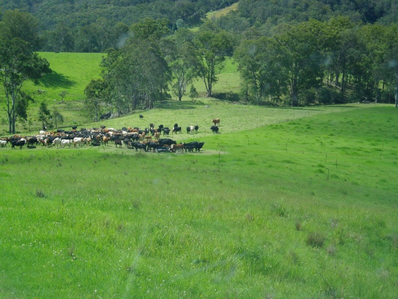 116 Mollydale Road, Tyringham NSW 2453