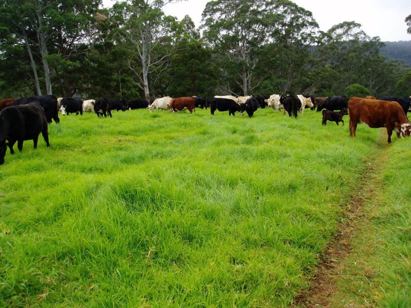 116 Mollydale Road, Tyringham NSW 2453